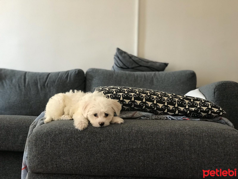 Maltese, Köpek  Tuti R. fotoğrafı