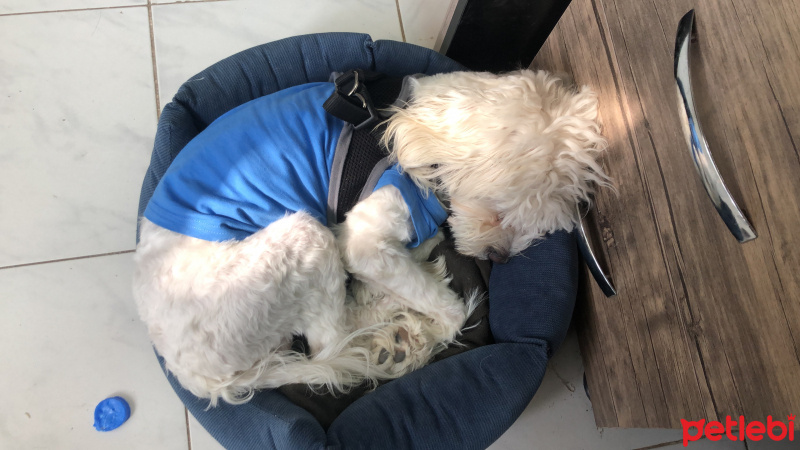 Maltese, Köpek  Tuti R. fotoğrafı