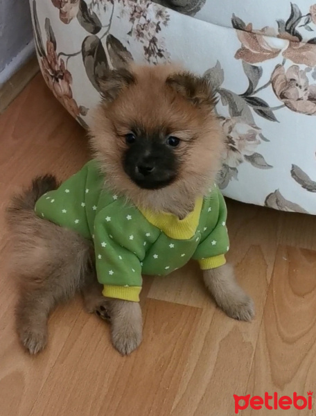 Pomeranyalı, Köpek  pepsi fotoğrafı