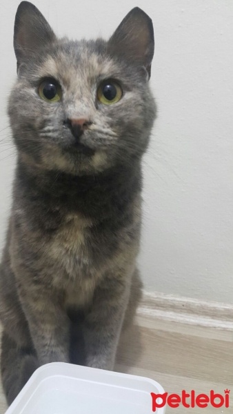 Siyam Kedisi, Kedi  MİNNAK fotoğrafı