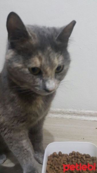 Siyam Kedisi, Kedi  MİNNAK fotoğrafı