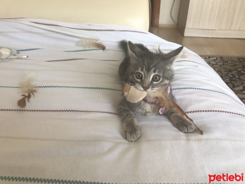 Tekir Kedi, Kedi  Çakıl fotoğrafı