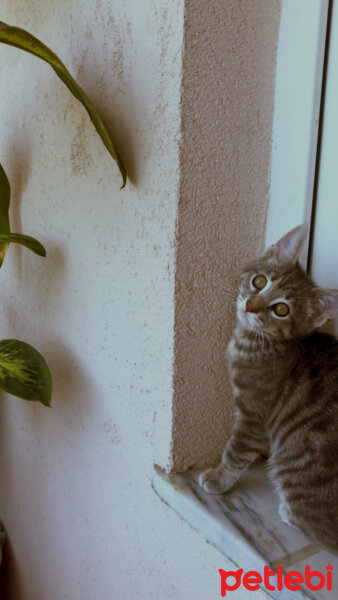 Tekir Kedi, Kedi  Çakıl fotoğrafı