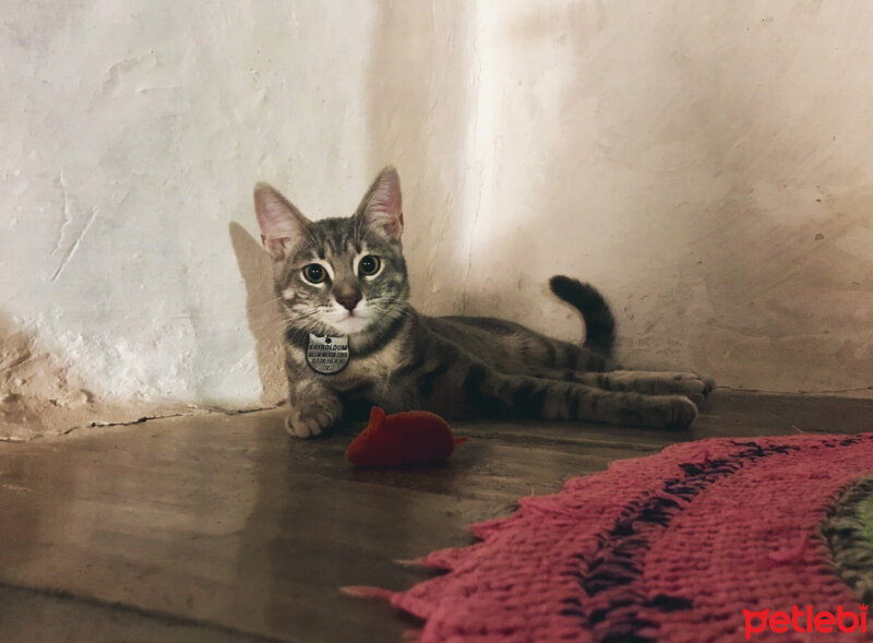 Tekir Kedi, Kedi  Çakıl fotoğrafı