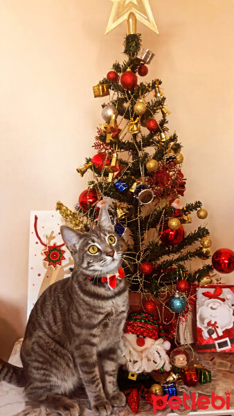 Tekir Kedi, Kedi  Çakıl fotoğrafı