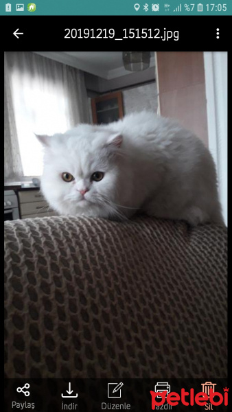 İran Kedisi (Persian), Kedi  Asil fotoğrafı