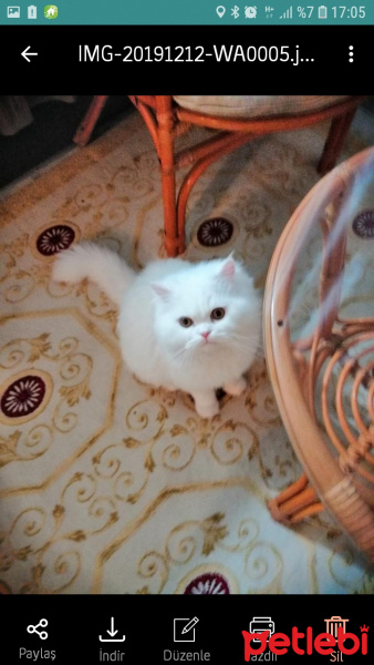 İran Kedisi (Persian), Kedi  Asil fotoğrafı