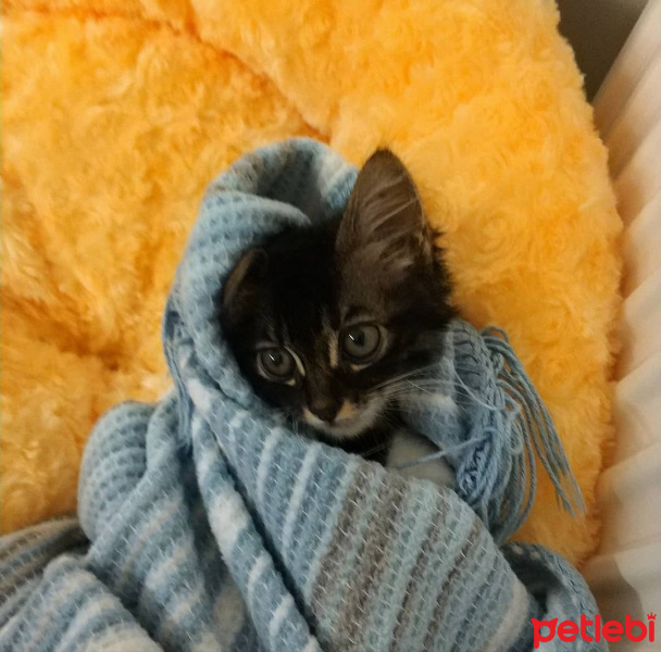 Tuxedo (Smokin) Kedi, Kedi  Karam Miaule fotoğrafı