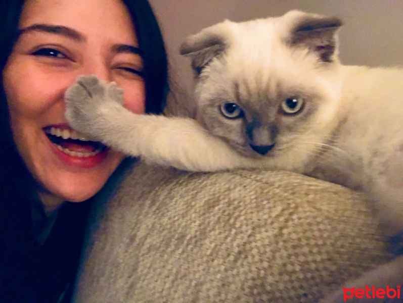 Scottish Fold, Kedi  Anakin fotoğrafı
