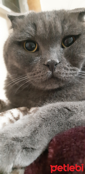Scottish Fold, Kedi  Oscar fotoğrafı