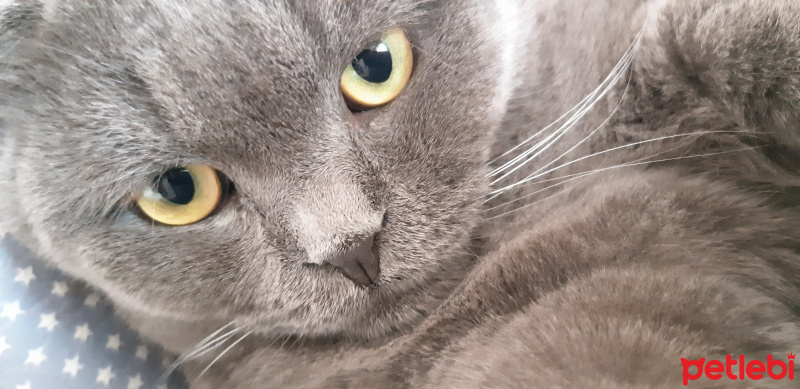 Scottish Fold, Kedi  Oscar fotoğrafı