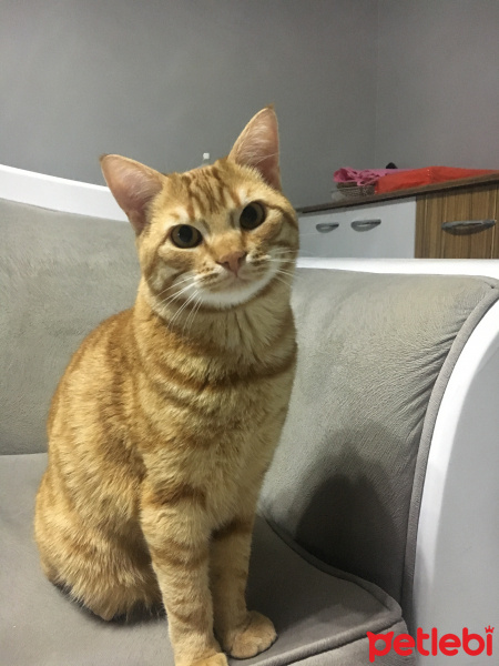 Tekir Kedi, Kedi  Fındık fotoğrafı