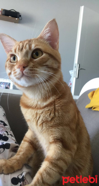 Tekir Kedi, Kedi  Fındık fotoğrafı
