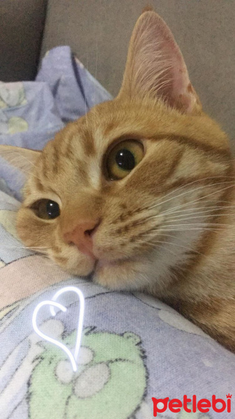 Tekir Kedi, Kedi  Fındık fotoğrafı
