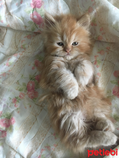 Tekir Kedi, Kedi  Fındık fotoğrafı