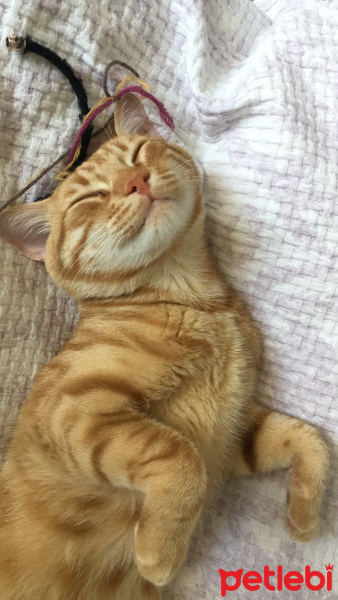 Tekir Kedi, Kedi  Fındık fotoğrafı