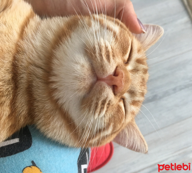 Tekir Kedi, Kedi  Fındık fotoğrafı