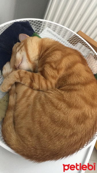 Tekir Kedi, Kedi  Fındık fotoğrafı