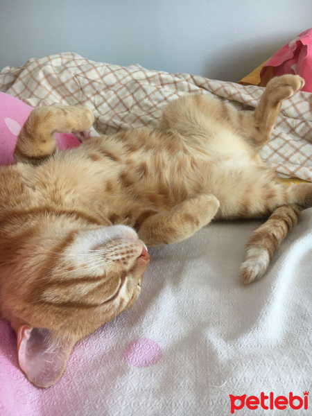 Tekir Kedi, Kedi  Fındık fotoğrafı