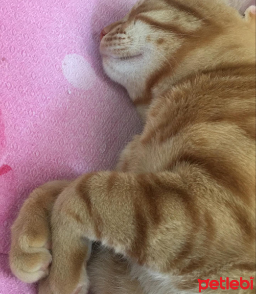 Tekir Kedi, Kedi  Fındık fotoğrafı