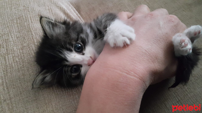 Tekir Kedi, Kedi  Mia fotoğrafı