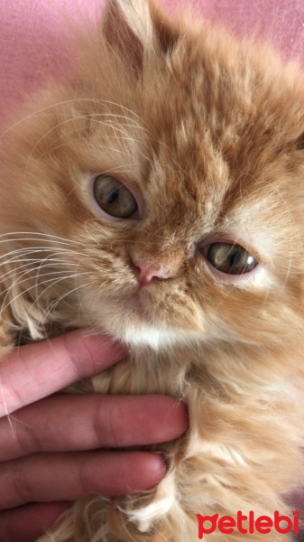 İran Kedisi (Persian), Kedi  Kontes fotoğrafı