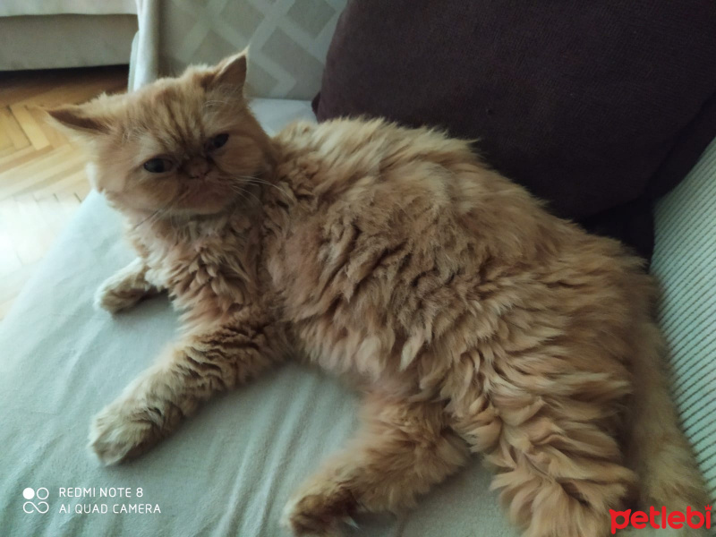 İran Kedisi (Persian), Kedi  Kontes fotoğrafı