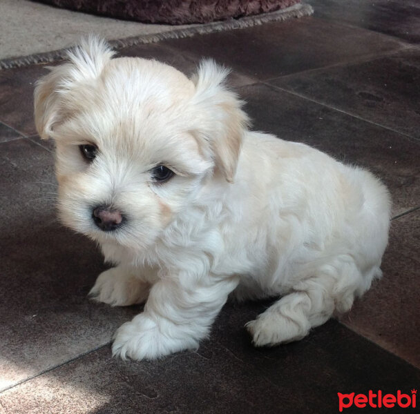 Maltese, Köpek  miço fotoğrafı