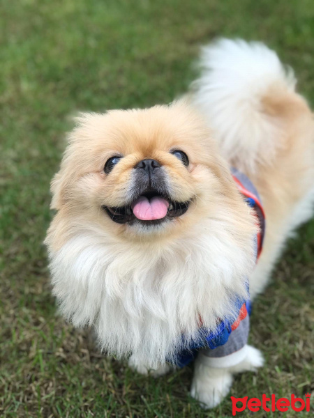 Pekingese, Köpek  Arthur fotoğrafı