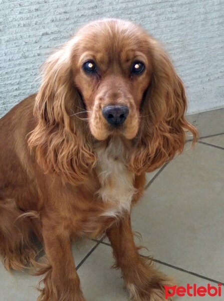 İngiliz Cocker Spaniel, Köpek  BADEM fotoğrafı