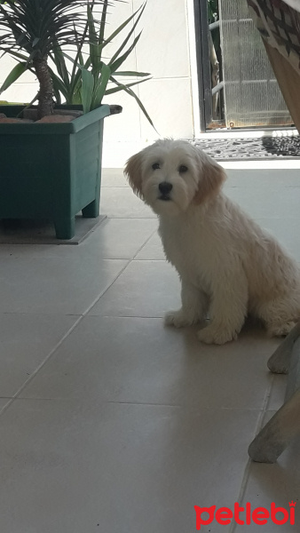 West Highland White Terrier, Köpek  Modi fotoğrafı