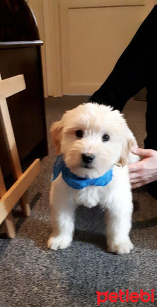 West Highland White Terrier, Köpek  Modi fotoğrafı