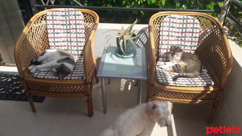 Tekir Kedi, Kedi  Yoda fotoğrafı