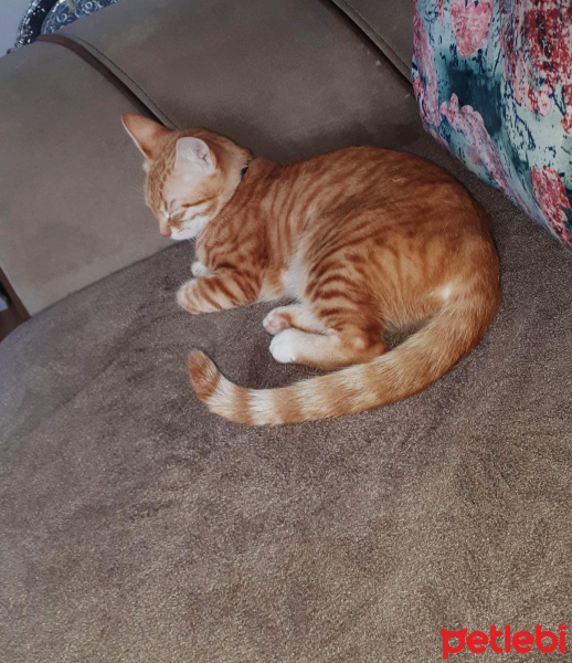 Sarman, Kedi  Shila fotoğrafı