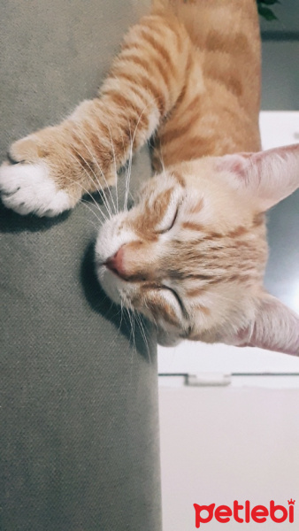 Sarman, Kedi  Shila fotoğrafı