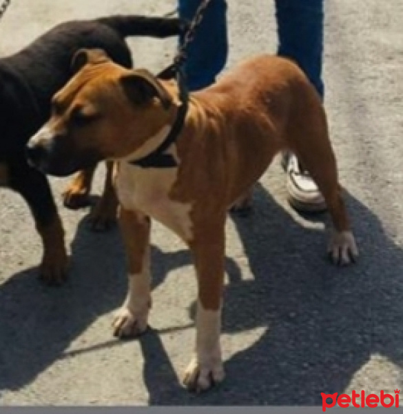 Amerikan Pitbull Terrier, Köpek  Şivas fotoğrafı