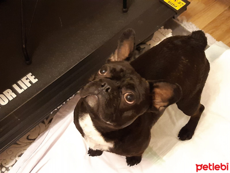 Fransız Bulldog, Köpek  Dominic fotoğrafı