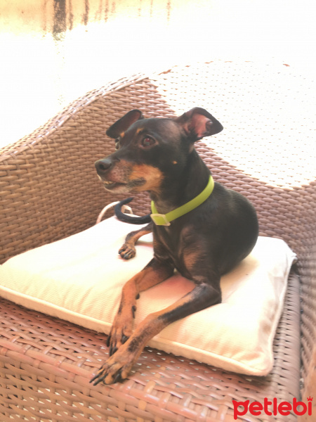 Minyatür Pinscher, Köpek  Gina fotoğrafı