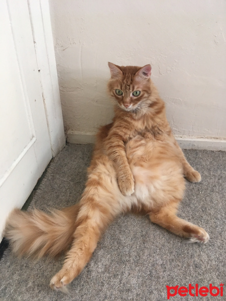 Soke, Kedi  Havuç fotoğrafı