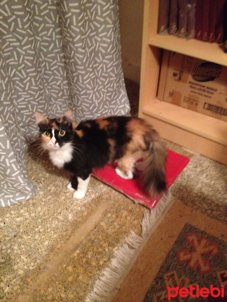 Soke, Kedi  Fikriye fotoğrafı