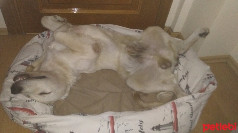 Golden Retriever, Köpek  rüzğar fotoğrafı