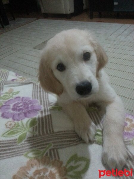 Golden Retriever, Köpek  rüzğar fotoğrafı