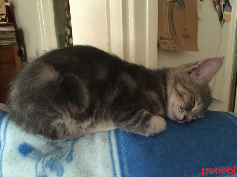 Soke, Kedi  Ceku Balım fotoğrafı