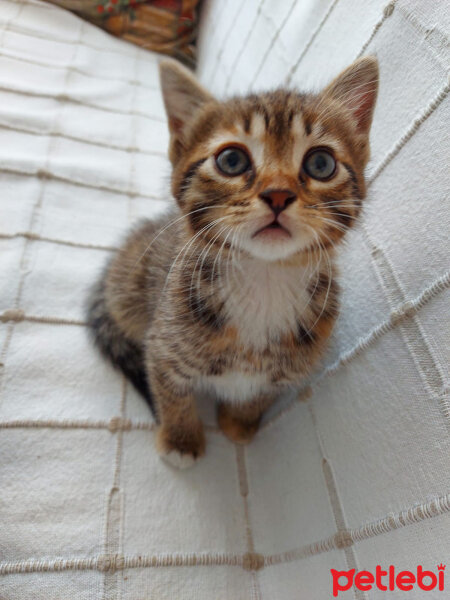 Tekir Kedi, Kedi  Misha fotoğrafı