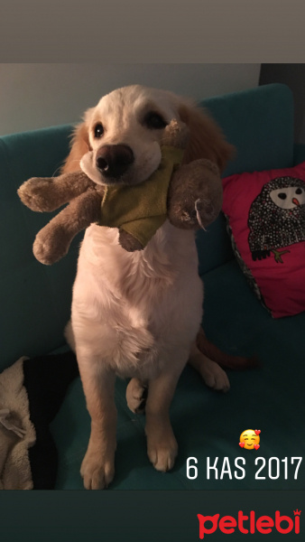 Golden Retriever, Köpek  Lokum fotoğrafı