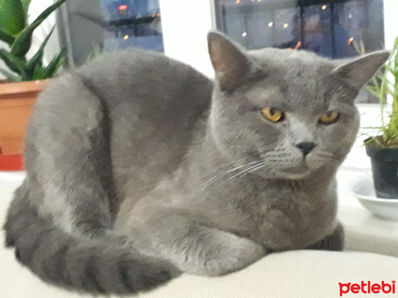 British Shorthair, Kedi  angel fotoğrafı