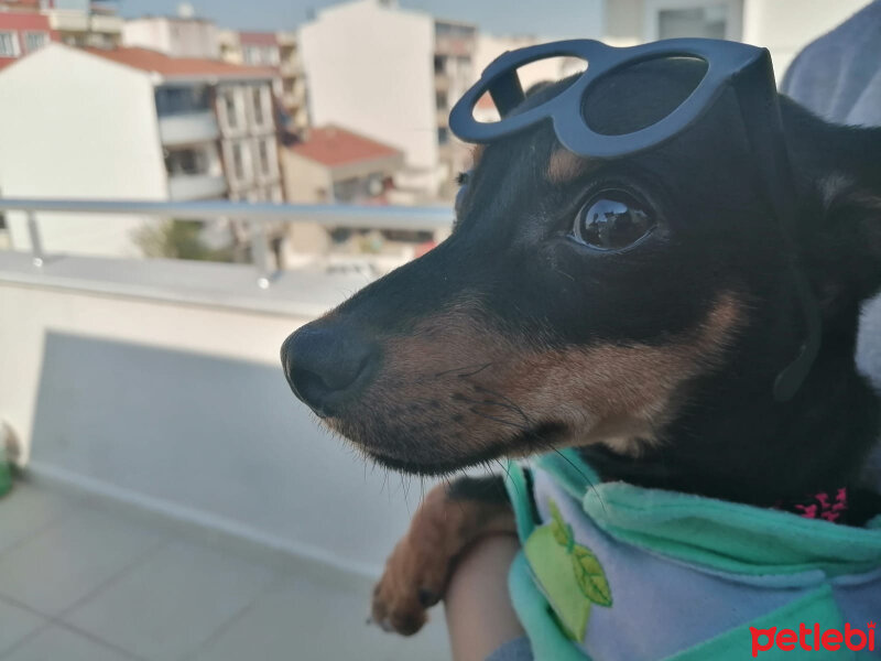 Minyatür Pinscher, Köpek  Paris fotoğrafı