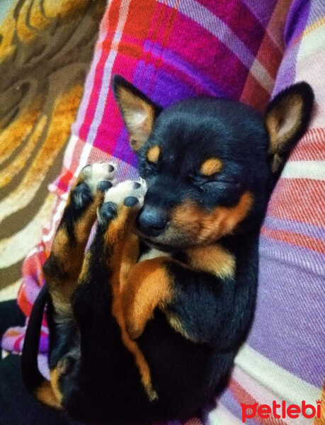 Minyatür Pinscher, Köpek  Paris fotoğrafı