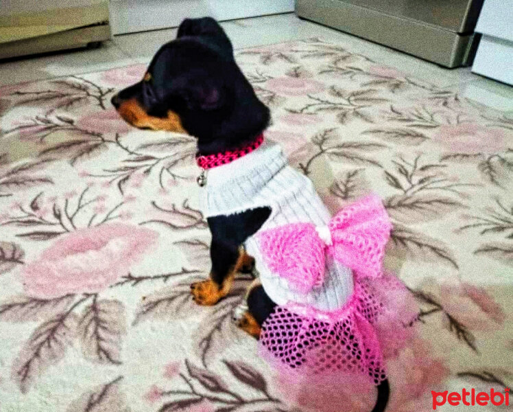 Minyatür Pinscher, Köpek  Paris fotoğrafı