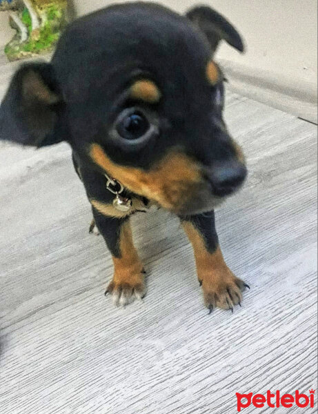 Minyatür Pinscher, Köpek  Paris fotoğrafı